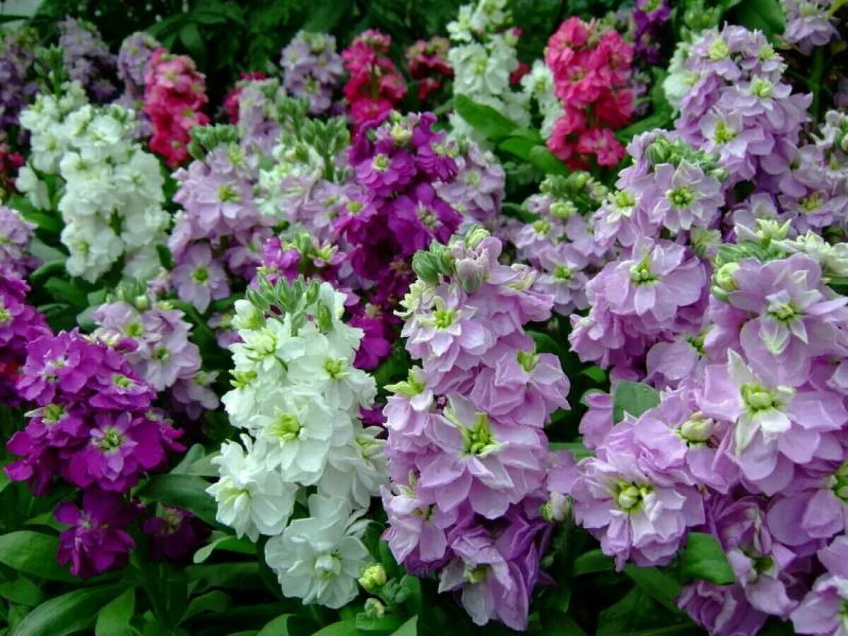 Левкой (matthiola). Левкой/маттиола седая(matthiola incana). Цветов маттиола. Маттиола одностебельная. Цветов маттиола.