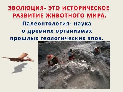 История эволюции презентация