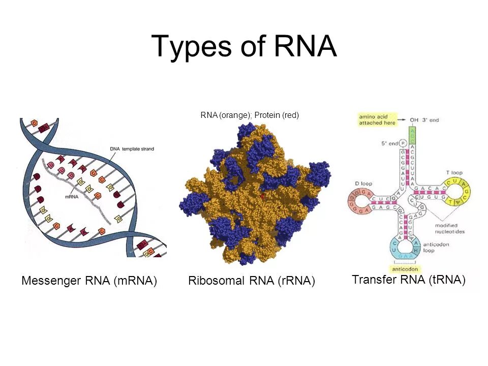 РНК. Форма РНК. Типы РНК. Структура РНК.