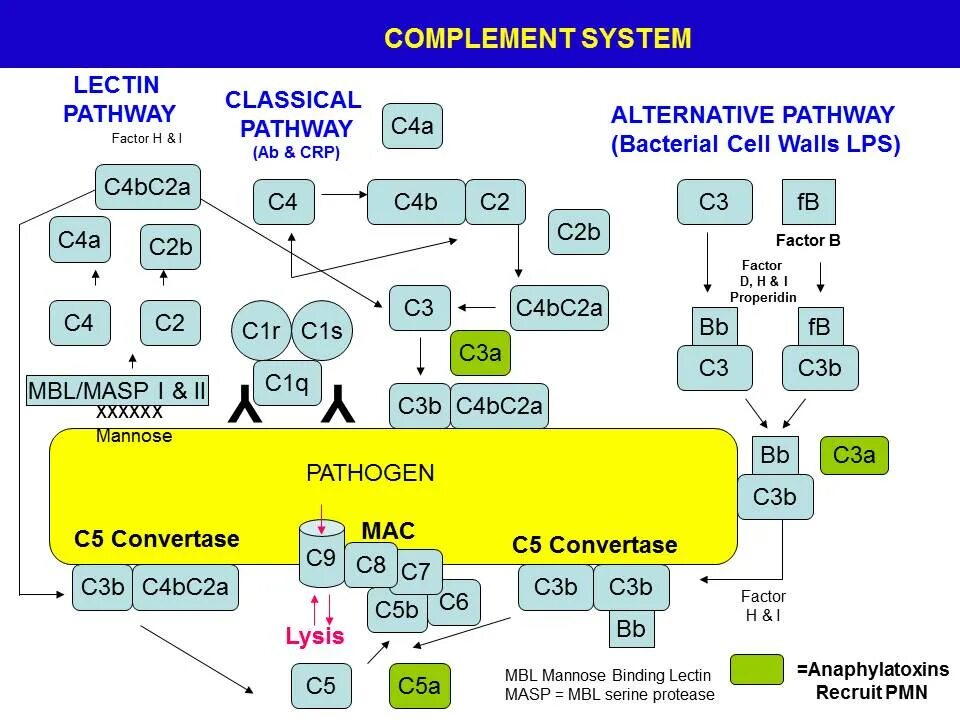 C alternatives