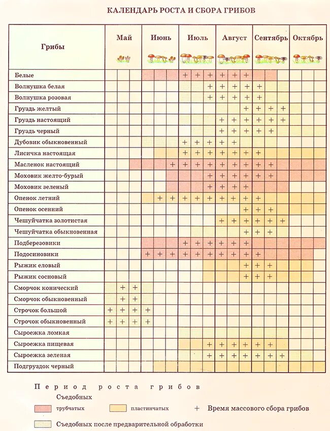 Грибы с какого возраста можно давать детям. Таблица сбора грибов в Подмосковье. Календарь сбора грибов в Подмосковье 2021. Календарь сбора грибов в Подмосковье. Таблица сбора грибов по месяцам.