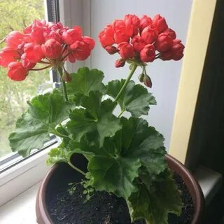 Тюльпанов герань