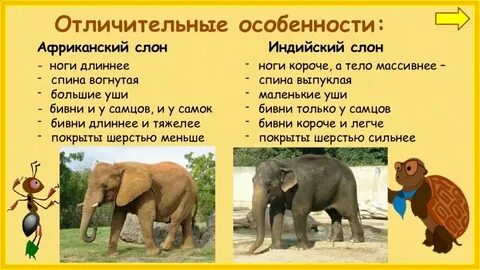Окружающий мир 1 класс слоны