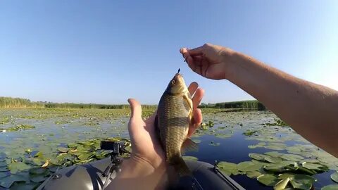 Бесплатное видео карась летом