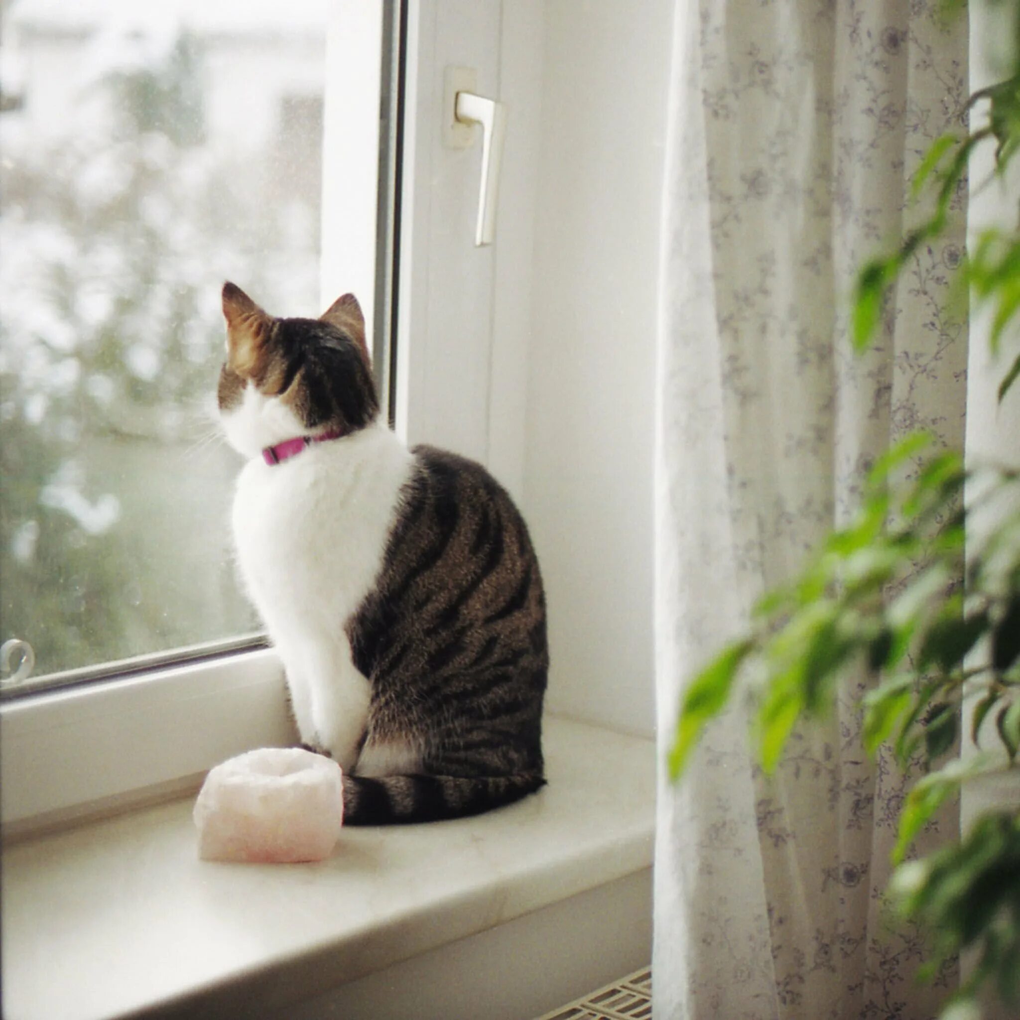 Кошка сидит в комнате. Кот на подоконнике. кот сидит на подоконнике. пластиковое окно кошка. кот сидит на окне.