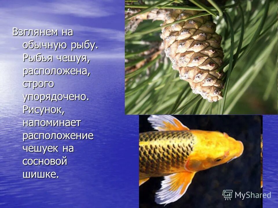 расположение чешуи у рыб. строение чешуи рыбы. строение рыбьей чешуи. как расположена чешуя на теле рыбы какое. тело рыб покрыто чешуей.