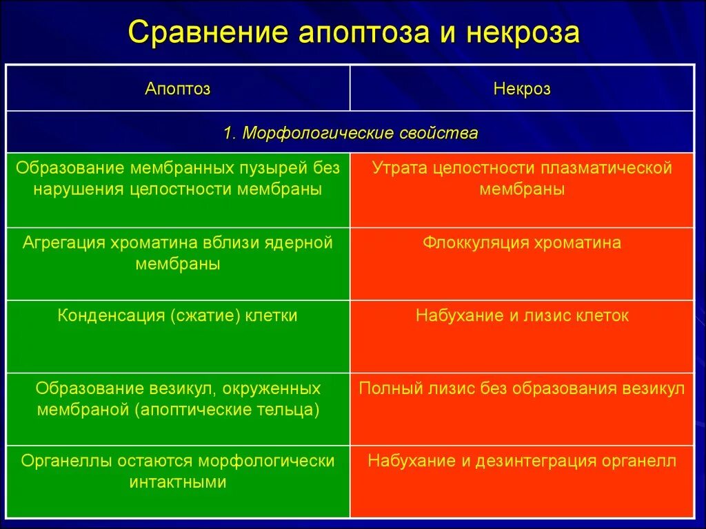 Некроз и апоптоз сравнительная характеристика. Сравнение апоптоза и некроза таблица. Апоптоз и некроз. Признаки целостности клетки. Сохраняет форму клетки и защищает ее содержимое.