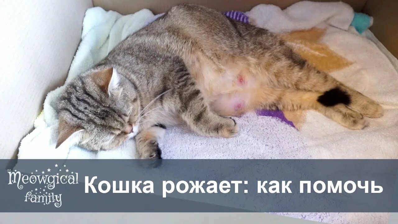 Как помочь рожающей кошке в домашних. Как помочь кошке родить. Кошка не может разродиться. Как помочь кошке разродиться?.