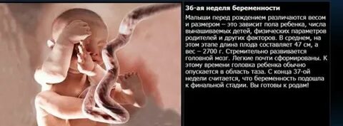 Рождение ребенка от зачатия до рождения