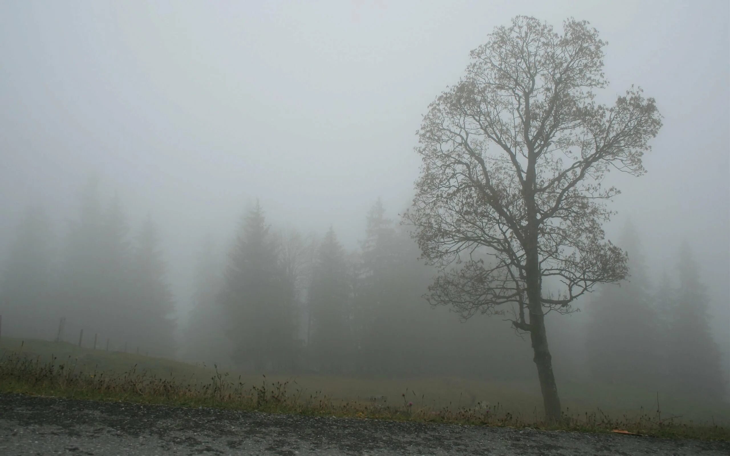 Где туман. Туман. Туманный пейзаж. Густой туман. Лес в тумане.