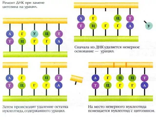 Замена нуклеотида в гене признак. Выпадение нуклеотида. Мутация ДНК схема. Генные мутации замена нуклеотидов. Замена нуклеотида.