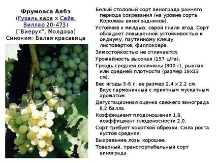 Описание белых сортов винограда