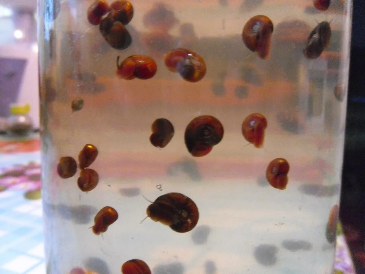 Креветки вишни и вишневые барбусы. Как размножаются аквариум. Как размножаются аквариум. Как размножаются аквариум. Сомик анциструс икра.