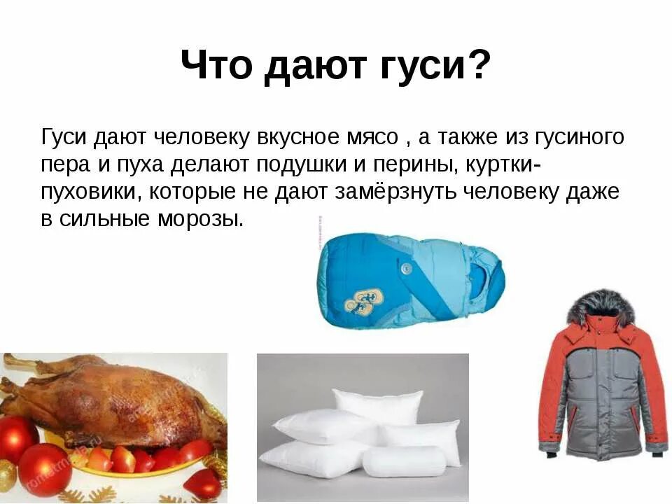 Какой гусь значение. Польза гусей для человека. какую пользу приносит гусь. что человек получает от гуся.