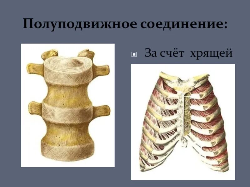 Примеры полуподвижных соединений. Полуподвижное соединение. Полуподвижное соединение хрящей. Полуподвижно соединены. Соединение хрящами полуродвижн.