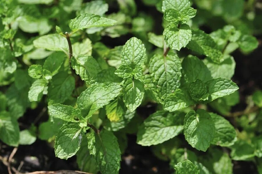 Pepper mint. Мята перечная (Mentha piperita). Mentha piperita Peppermint Oil в косметике. Menthe poivree ,Mentha and piperita. Mentha Bloom.