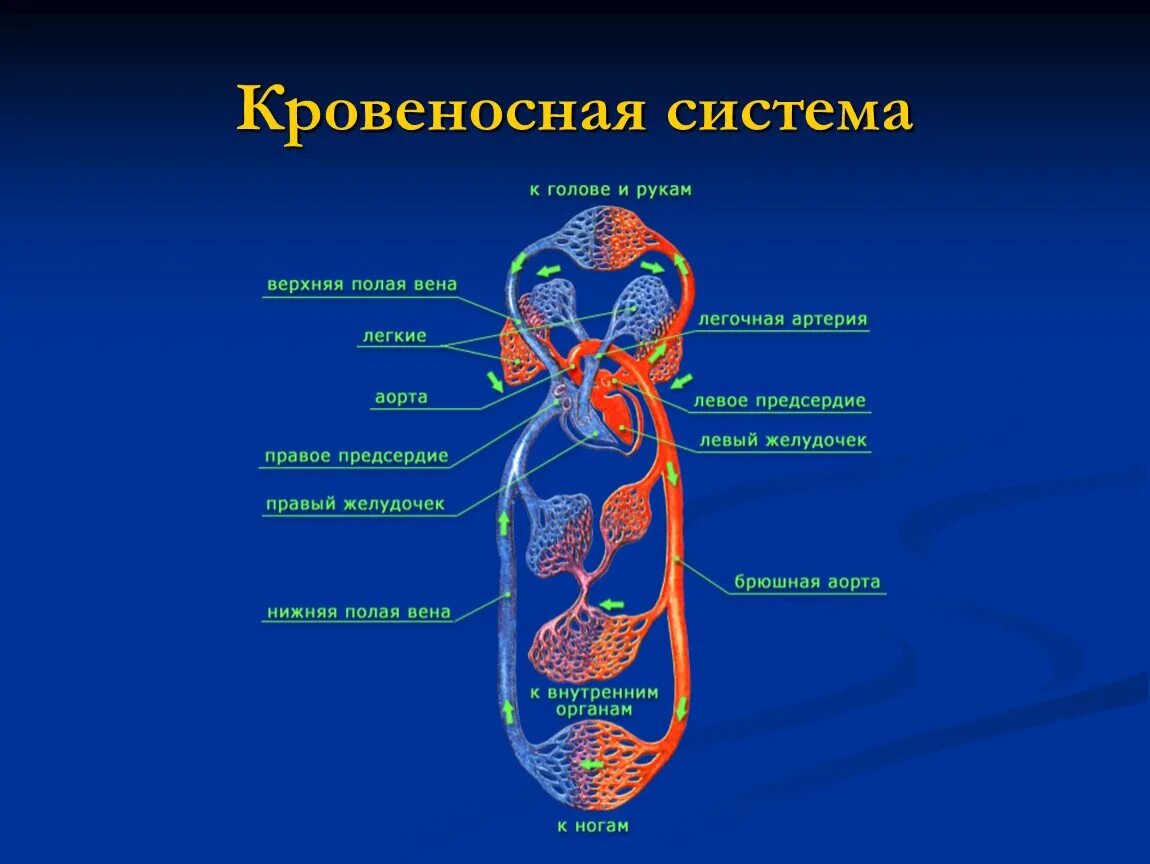 Кровеносная органы входящие в состав системы. Схема строения кровеносной системы. схема строения кровеносной системы человека биология 8 класс. органы кровеносной системы человека 8 класс. кровеносная система схема 8 класс.