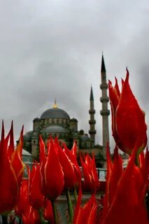 Турецкий тюльпан