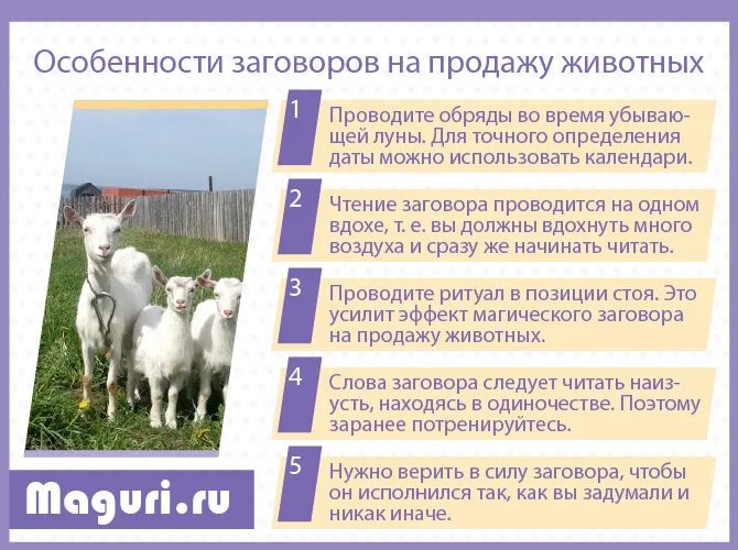 Молитва на продажу животных. Заговоры на животных. Сильная молитва на продажу животных. Молитва чтобы продать животных. Молитва питомца