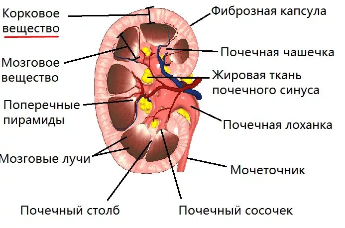 Корковое вещество почки функции. Строение почки почечная капсула. Корковое и мозговое вещество почки. Строение мозгового вещества почки анатомия. Структура коркового вещества почки.