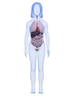 Growing body