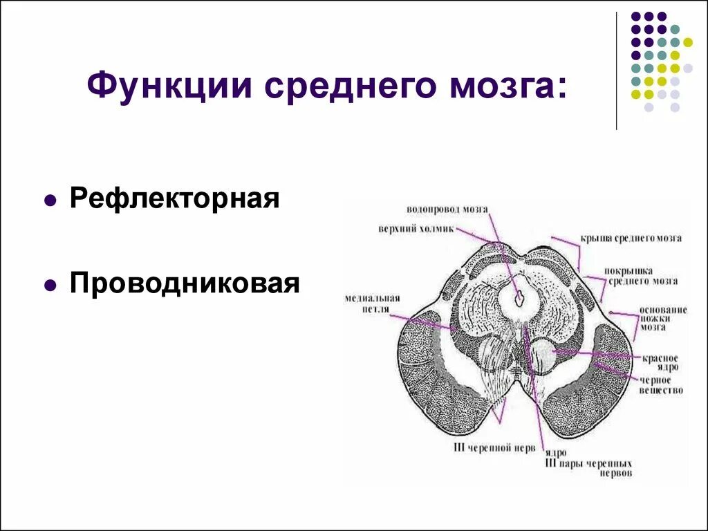 Средний мозг содержит центры. Средний мозг строение ядра. ядра четверохолмия среднего мозга. средний мозг анатомия строение. строение среднего мозга схема.
