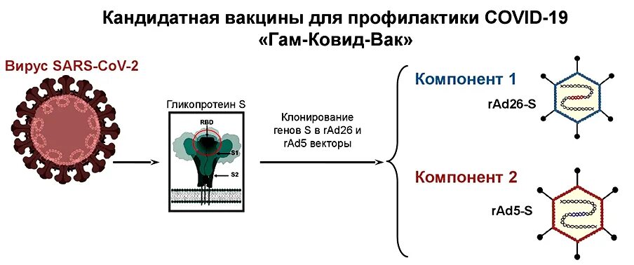 Sars cov вакцина. Прививка от коронавируса схема. Вакцина от коронавируса схема действий. Схема вакцинации коронавирусная. Схема действия вакцины.