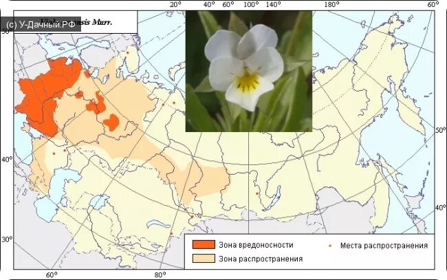 Карта фиалки. Ареал произрастания фиалки. Фиалка Полевая ареал. Фиалка распространение. Фиалка трехцветная распространение.