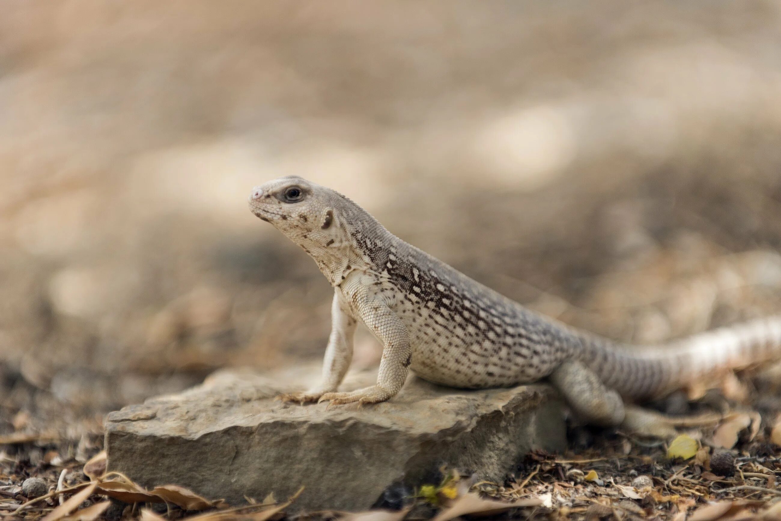 Пустынная игуана. Пустынная ящерица игуан. Пустынная Скалистая игуана. Dipsosaurus dorsalis.