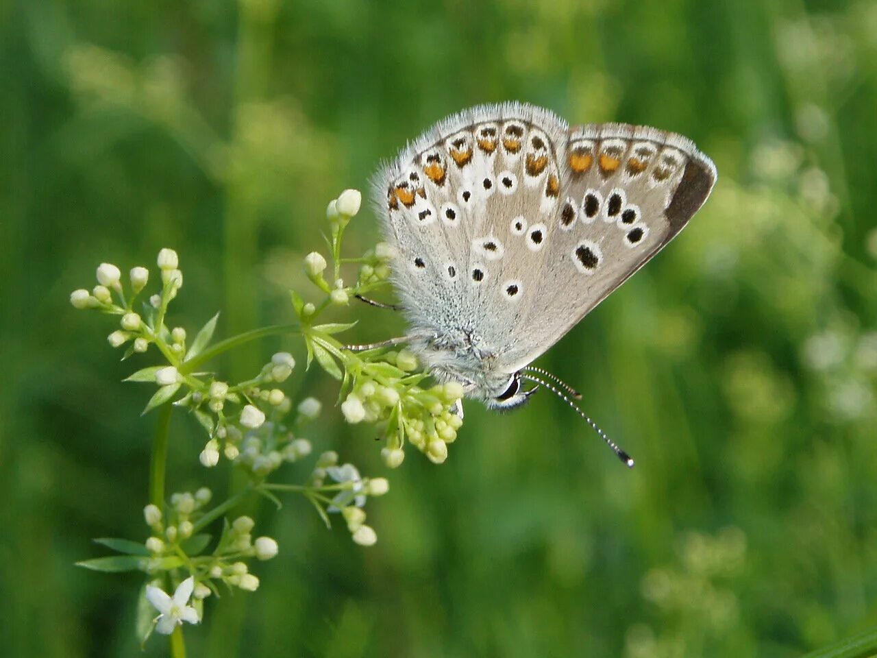 розанный пилильщик гусеница. бабочка пестрокрыльница изменчивая подмосковье. бабочка пестрокрыльница изменчивая подмосковье. изменчивый без. изменчивый без.
