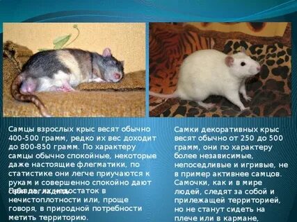 Почему важно ограничивать численность мышей крыс