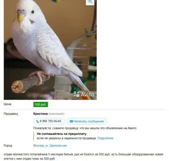 Объявления о продаже птиц попугаев на авито