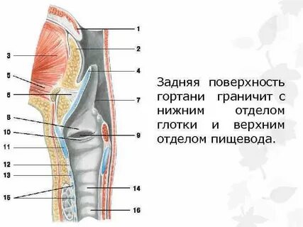 Поверхность гортани