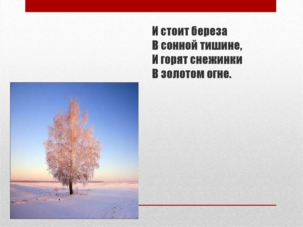 Четверо тишине. Береза в сонной тишине. И стоит берёза в сонной тишине и горят снежинки в золотом огне. Береза стояла. И стоит береза в сонной.