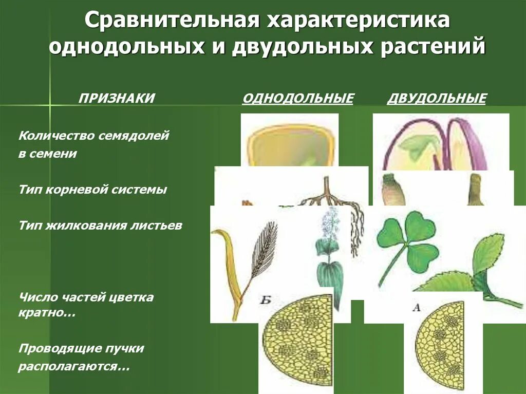 Три признака класса однодольных