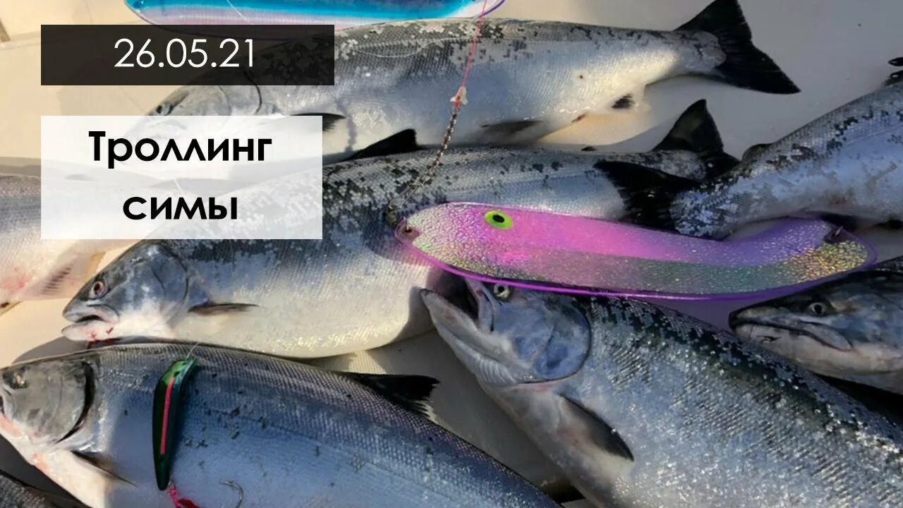 Троллинг симы. Троллинг симы в приморском. сима в приморье троллинг. троллинг симы в приморском крае.