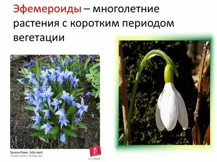 Эфемероиды это