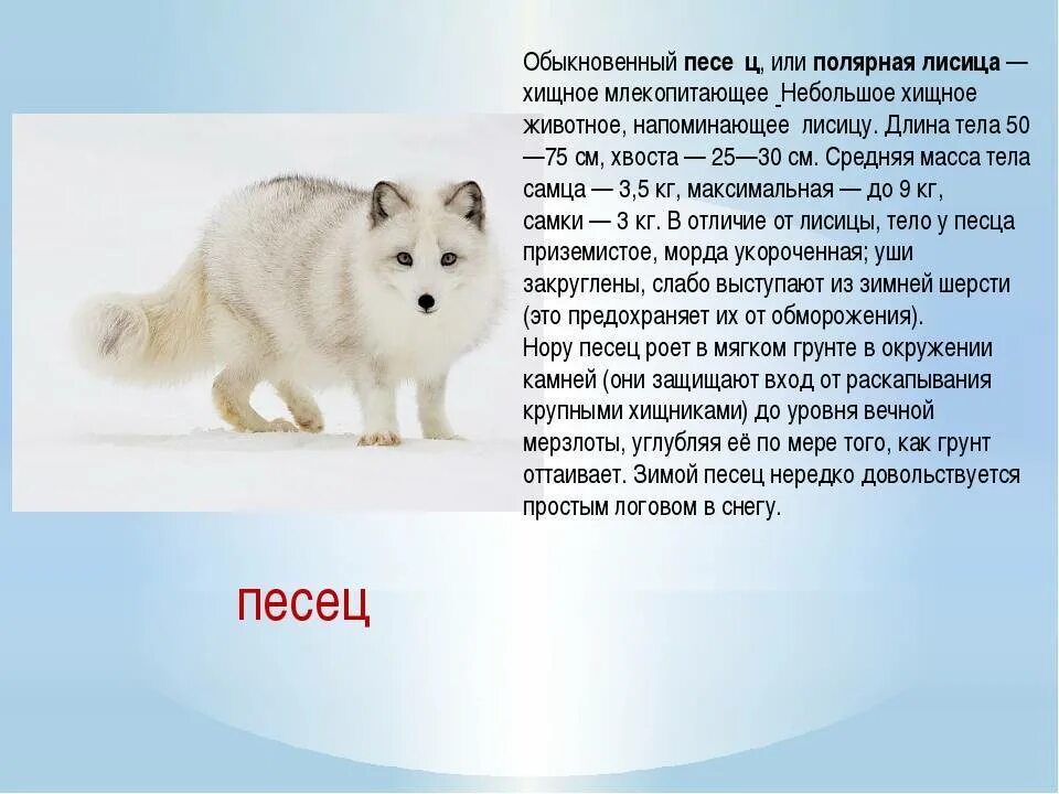 Составить текст про животное. Сообщение о Песце. Песец доклад. Сообщение о животном писец. Проект про песца.