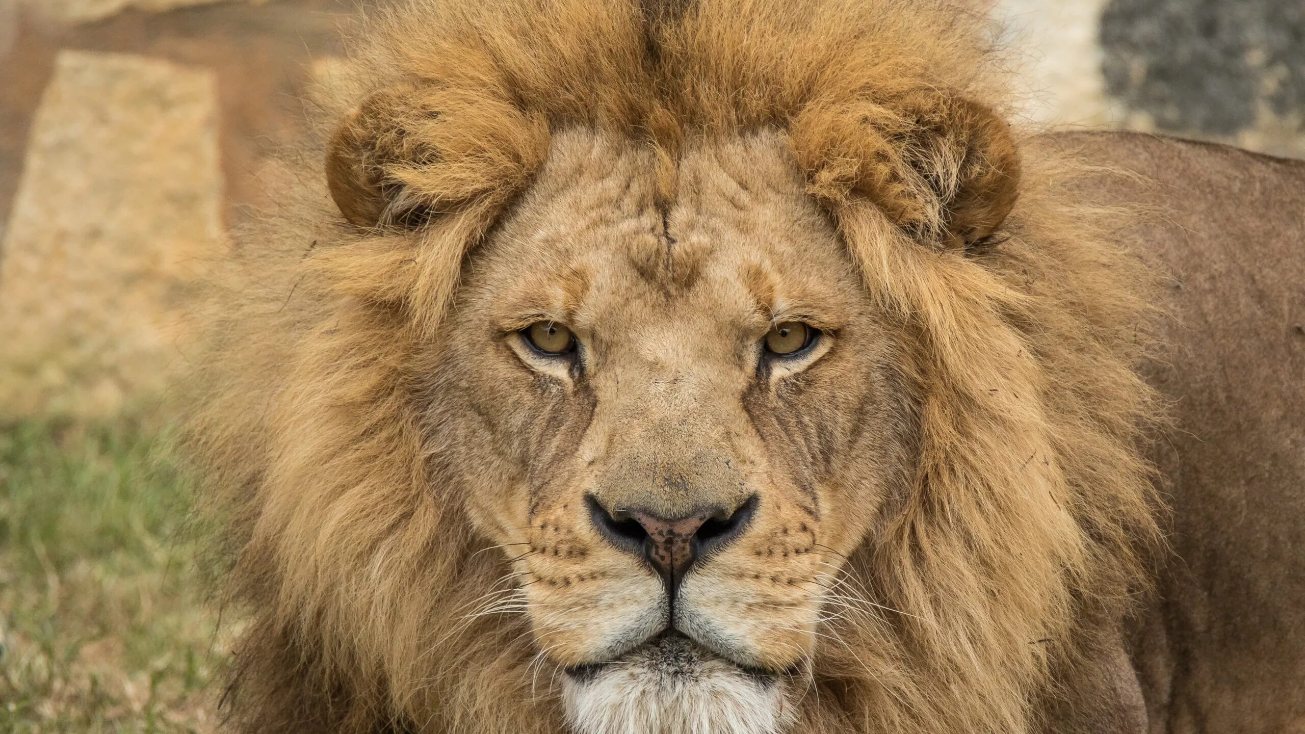 This lion has some interesting markings above its eyes that could be added into 