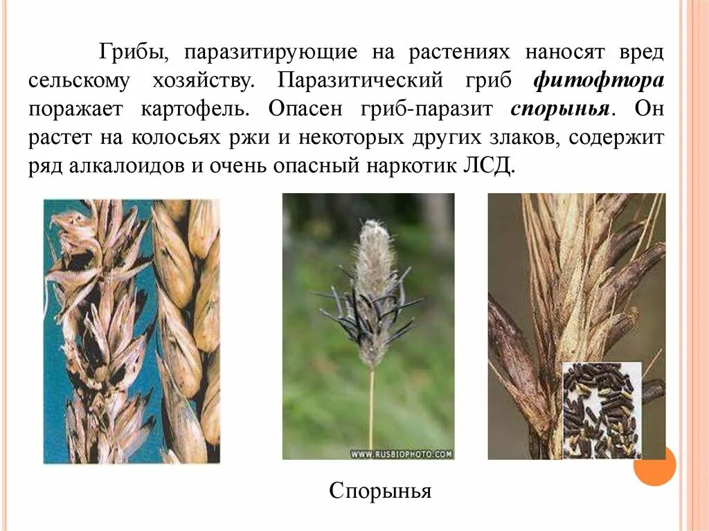 Грибы паразиты наносят большой вред. Головня спорынья фитофтора. Паразиты растения Головня спорынья. Головня фитофтора трктовие. Спорынья гриб паразит.