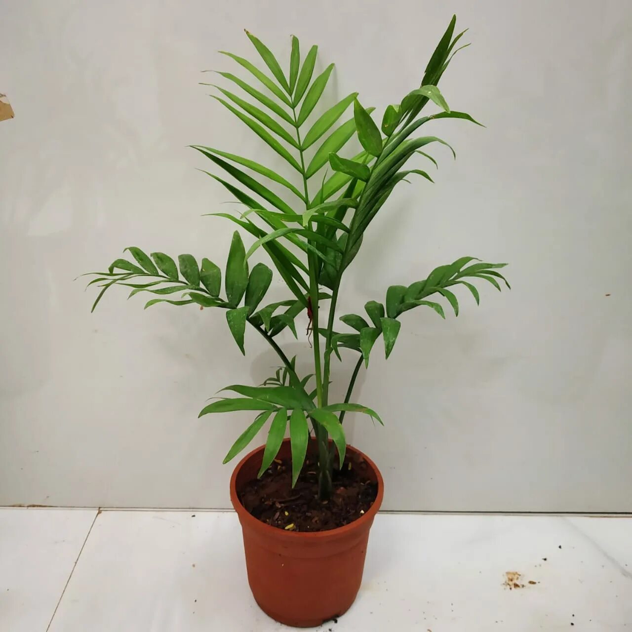 Как выглядят цветы хамедореи Chamaedorea elegans "palma de salón" Id Plantae Домашние растения, Террариумны