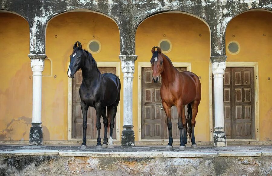 Indian horse. Марвари лошадь. Лошади породы марвари. Индийские лошади марвари. Пегий марвари.