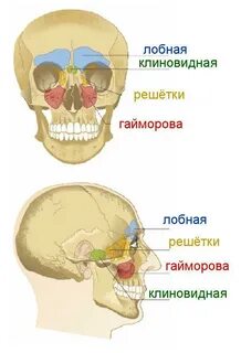 Верхнечелюстной синус