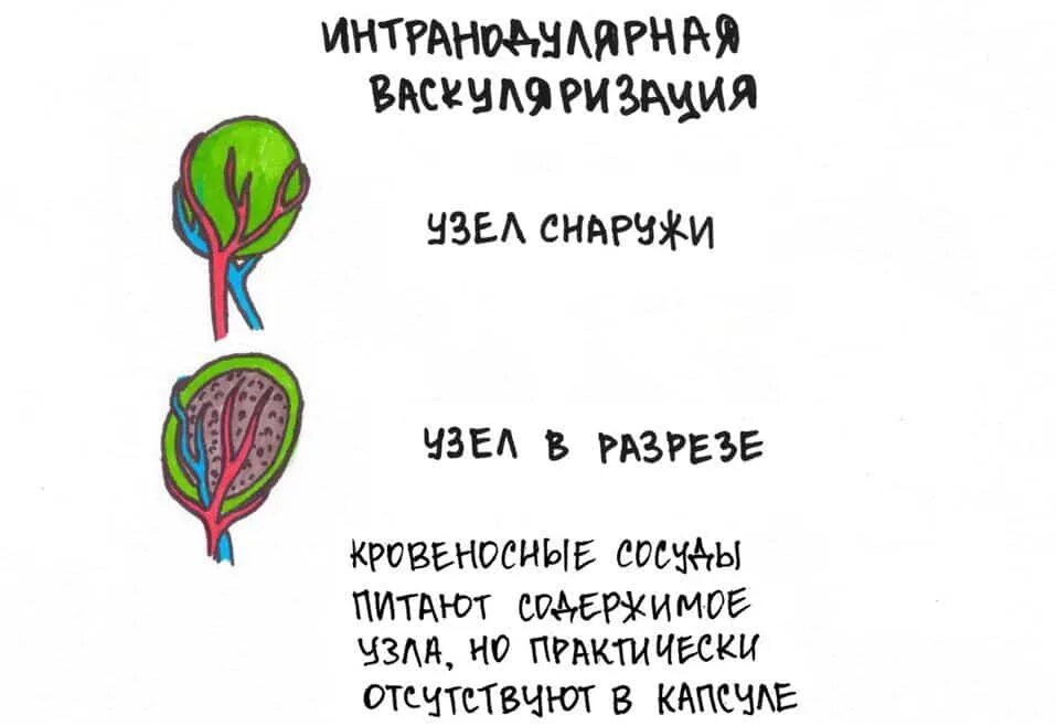 Перинодулярный кровоток узла щитовидной. Перинодулярный кровоток узла щитовидной железы что это такое. Интранодулярный кровоток в узле щитовидной железы. Узел щитовидной железы с кровотоком. Перинодулярный кровоток что это