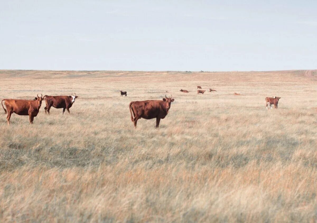 Корейка баранья мираторг. Terra aries. Осетинский суп лывжа. Береги калмыцкие пельмени. Биологические и хозяйственные особенности калмыцкой породы-.