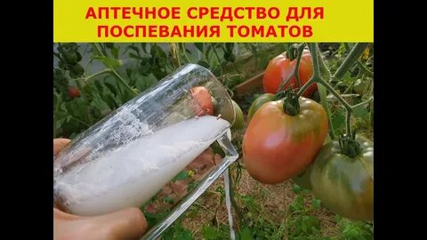 Помидоры от фитофторы молоко