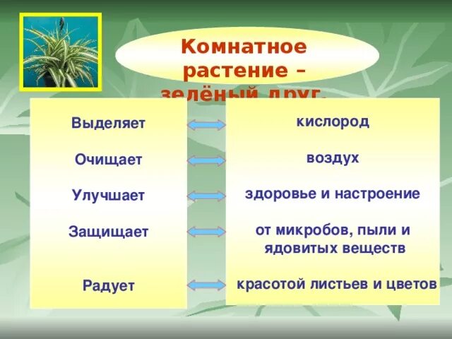 Комнатные растения много кислорода. Домашние растения выделяющие кислород. Комнатные цветы которые выделяют кислород. Цветок выделяющий кислород. Комнатные растения которые выделяют много кислорода.