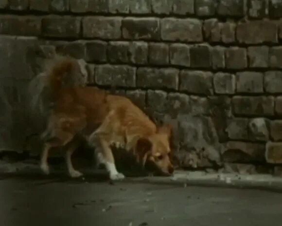 фантики конфет каштанка. советские конфеты каштанка. собака каштанка фото. каштанка табаков. каштанка порода собаки.