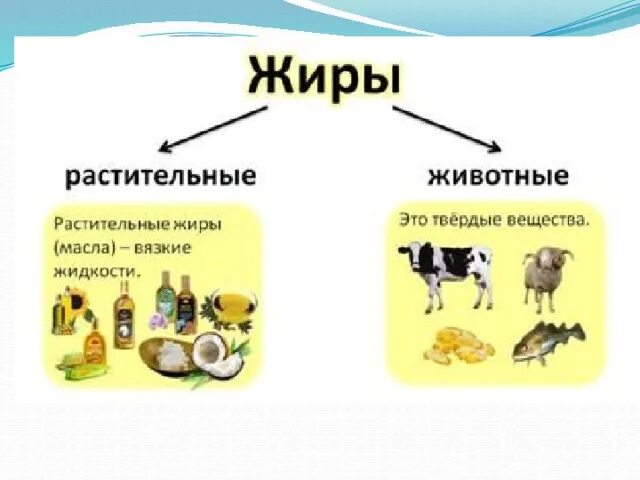 Жиры строение биология. Растительные и животные жиры. Животные жиры и растительные жиры. Жиры в растениях и животных
