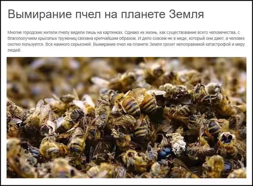 Умирают ли пчелы. Вымирание пчел. Исчезновение пчел. Причины вымирания пчел. Причины исчезновения пчел.